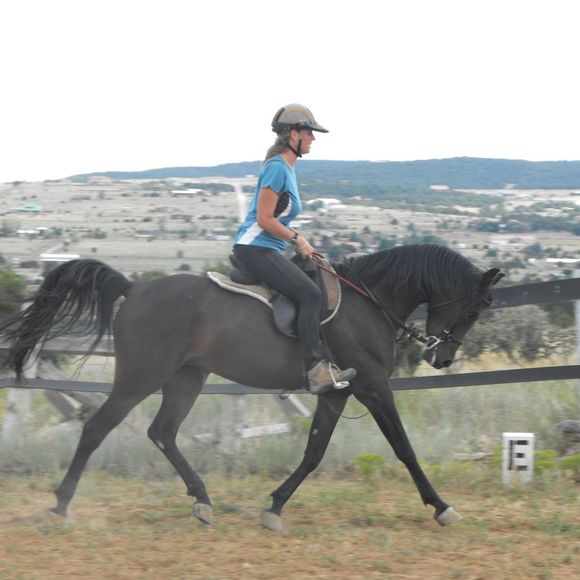 tjeldre